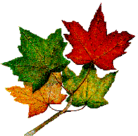 leaf.gif (13089 bytes)